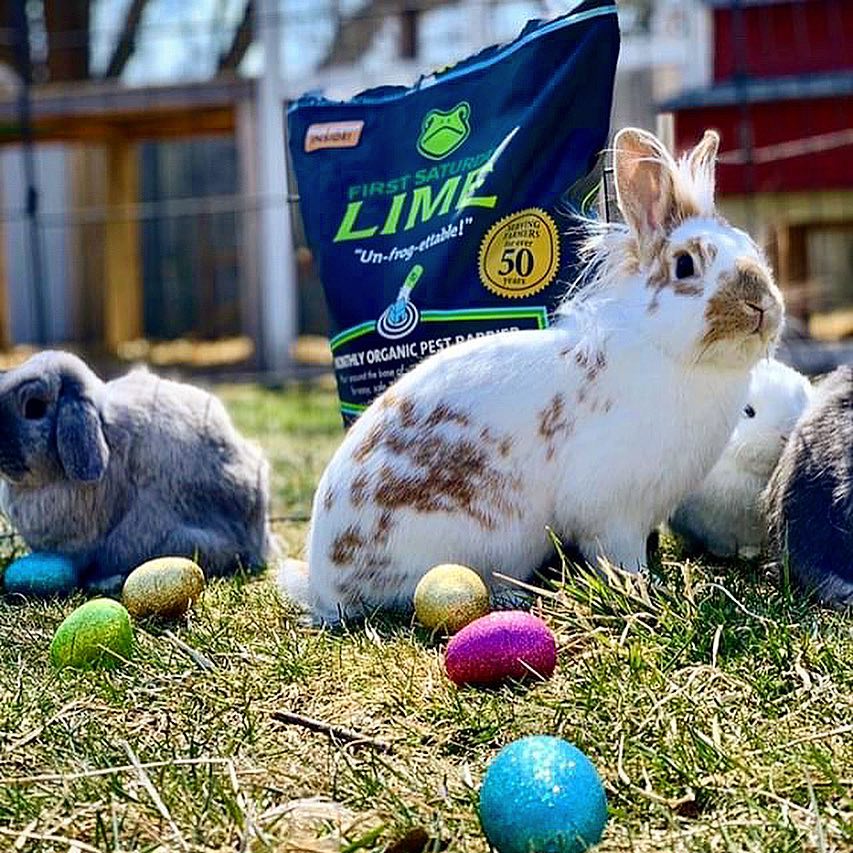 Is Lime Safe for Your Dogs? Understanding Lime Use in Pet-Friendly ...