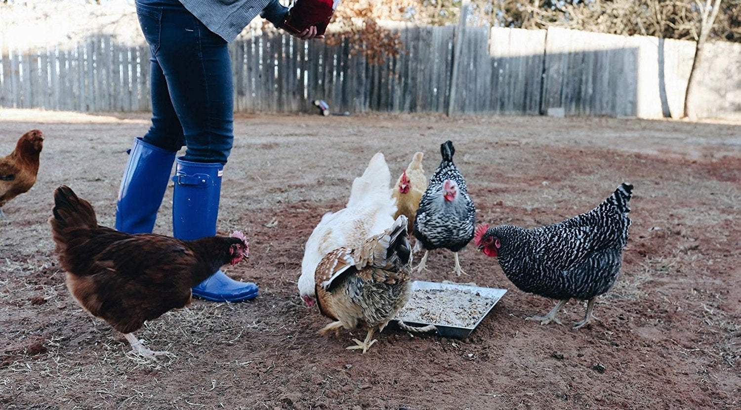 How to care for chickens with lime