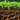 Environmentally Friendly Insecticides: How Chemical Pesticides Harm Our Planet