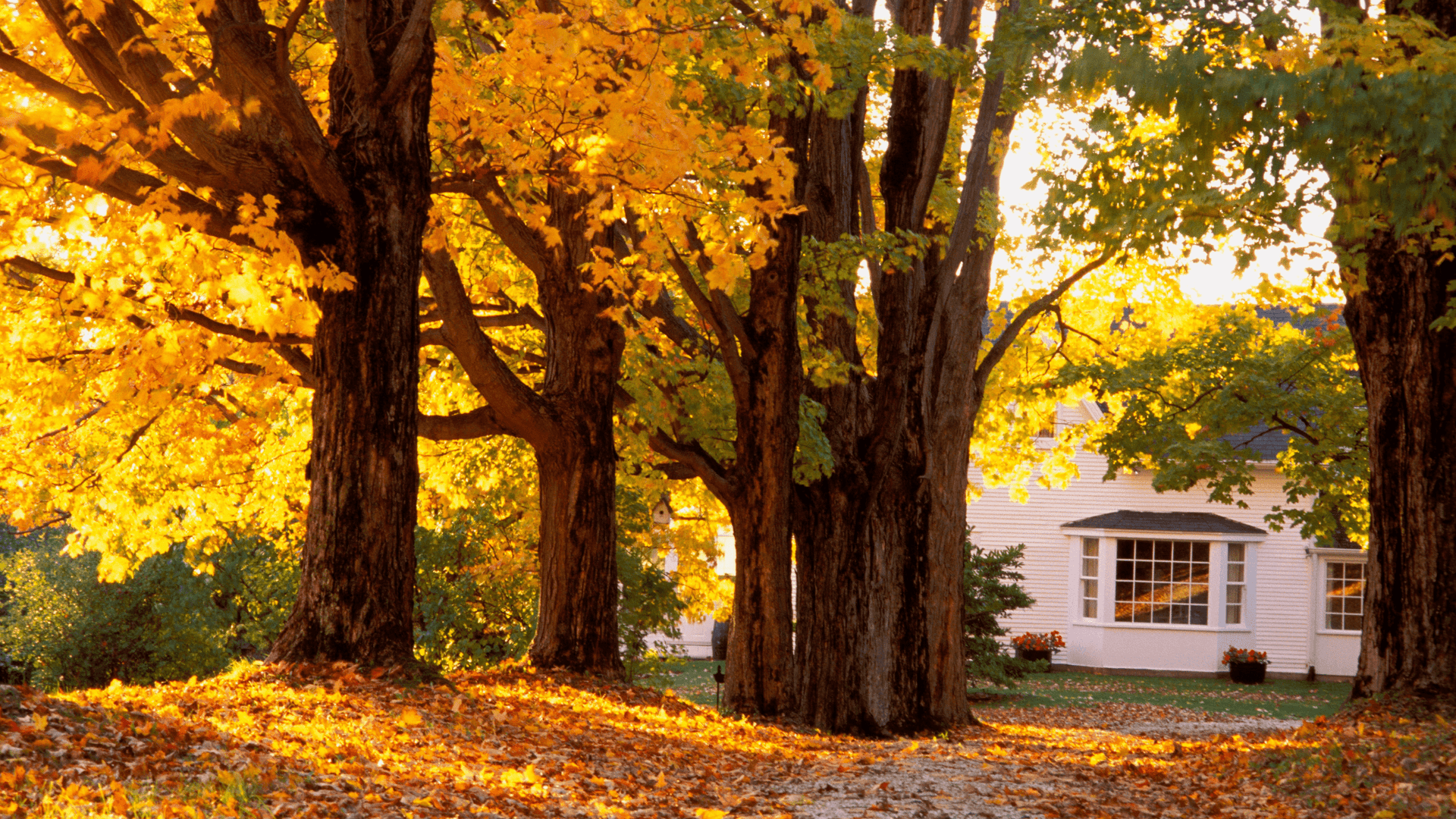 First Saturday Lime Fall House