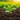 How Lime Can Revive Your Poor Soil Quality and Help Your Garden Flourish