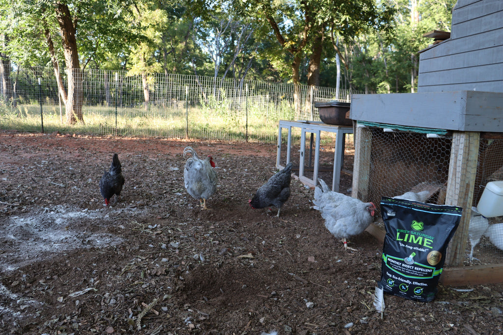 Several chickens in an outdoors coop, with First Saturday Lime.