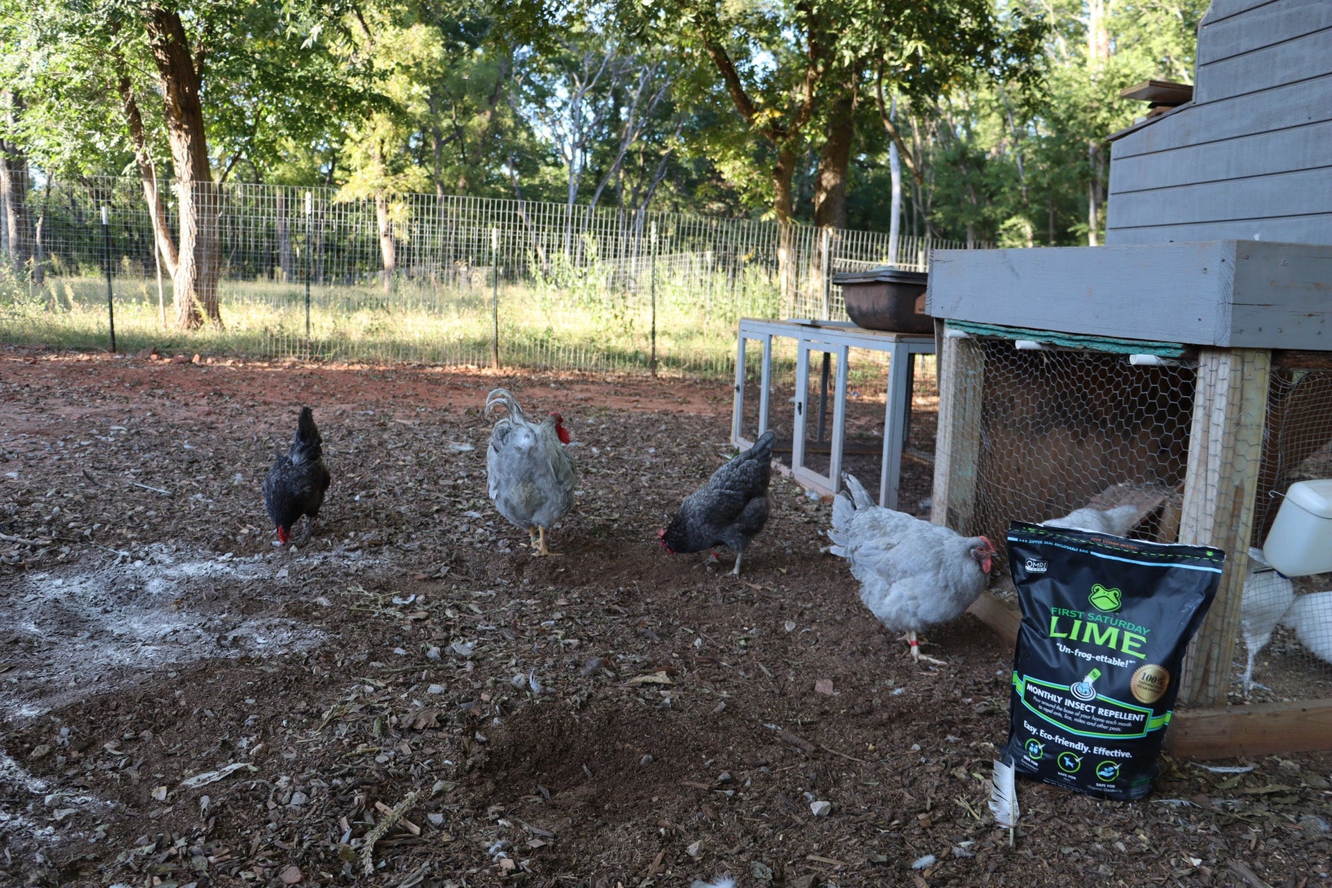 Several chickens in an outdoors coop, with First Saturday Lime.