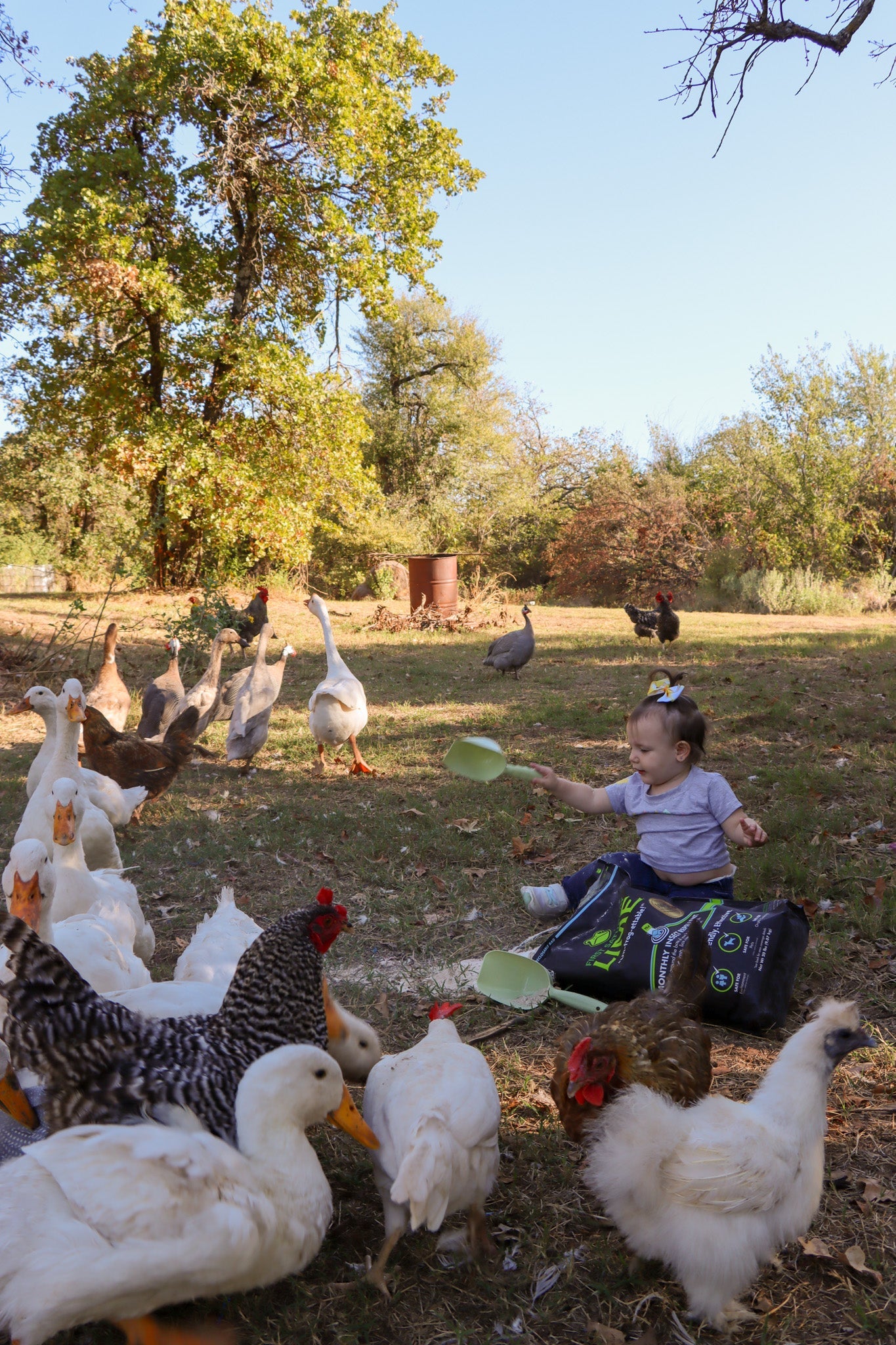 Emotional Support Chickens: Exploring the Therapeutic Benefits of Feathered Friends