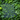 How Calcium-Based Fungicides Help Sustain Organic Farming