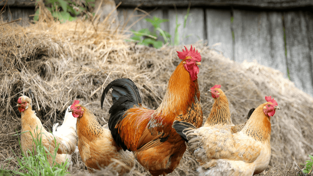 Fall Chicken Care: Best Tips & Tricks