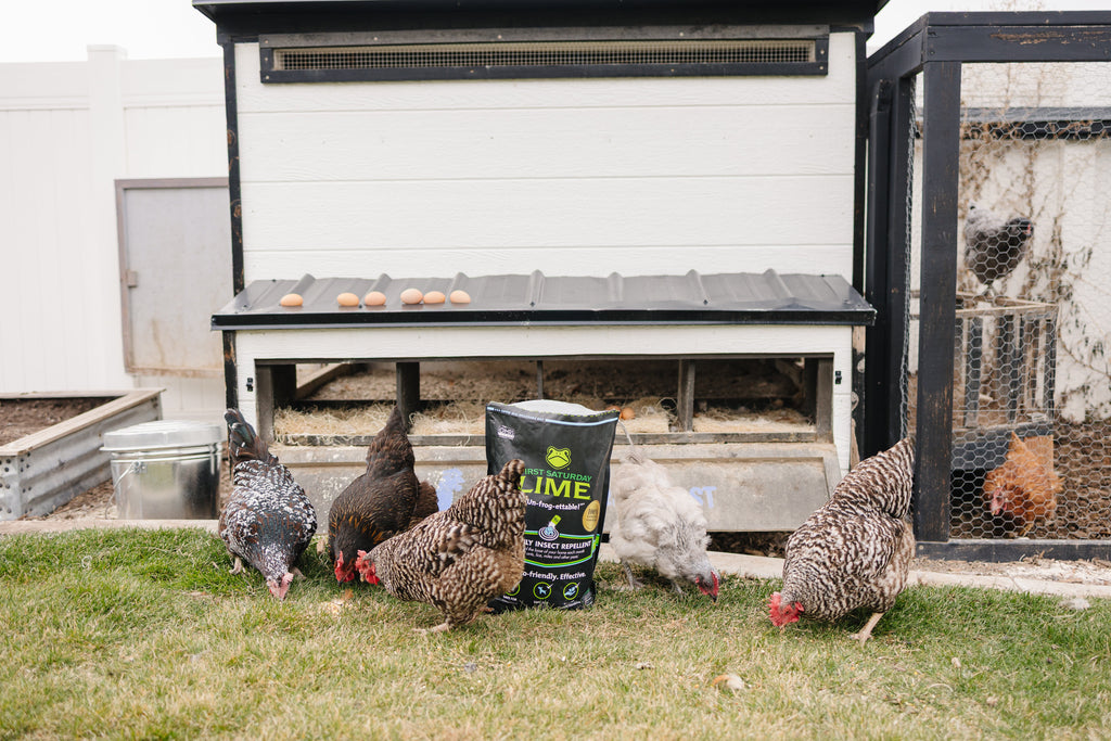 Several chickens outside of a coop, surrounding a bag of First Saturday Lime.