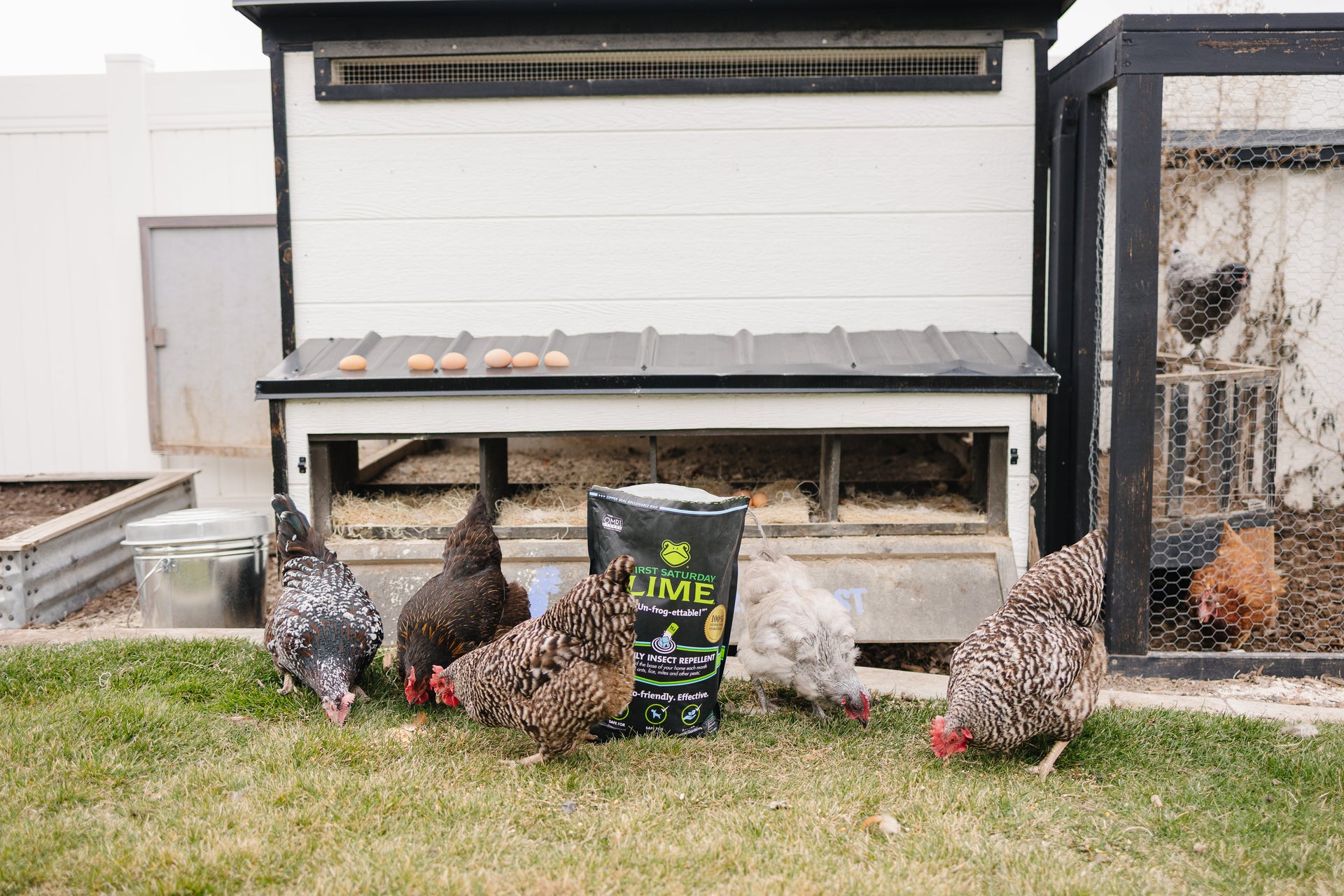 Several chickens outside of a coop, surrounding a bag of First Saturday Lime.