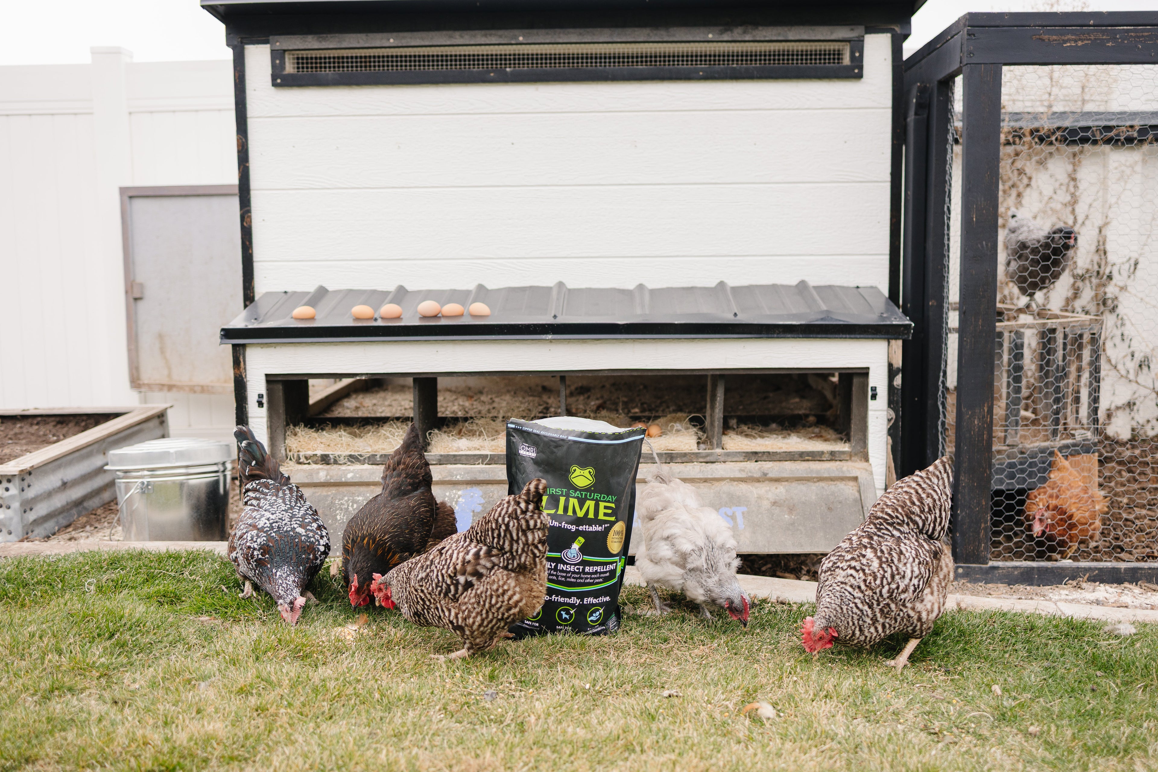 Several chickens outside of a coop, surrounding a bag of First Saturday Lime.