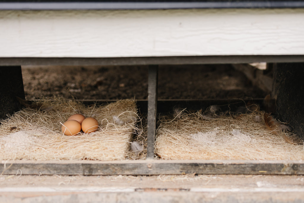 Chicken eggs on bedding in a coop.