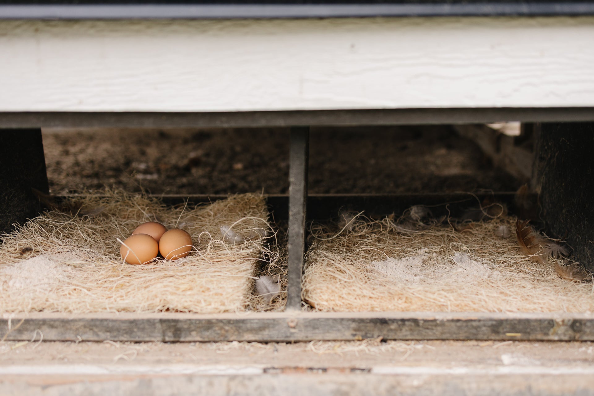 Chicken eggs on bedding in a coop.