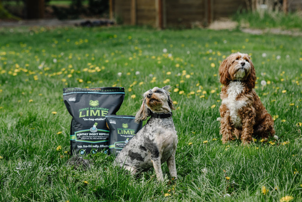 Two small dogs sitting next to bags of First Saturday Lime in a yard.