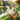 How to Build a Duck Coop