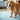 Maintaining a Clean and Odor-Free Pet Kennel