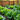 How to Grow an Indoor Vegetable Garden: A Complete Guide