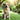 Is Lime Safe for Your Dogs? Understanding Lime Use in Pet-Friendly Areas