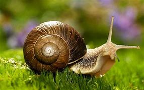 Pests in the Garden: Slugs & Snails
