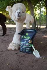An alpaca sits with a bag and scoop of First Saturday Lime.
